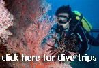 Dive Trips